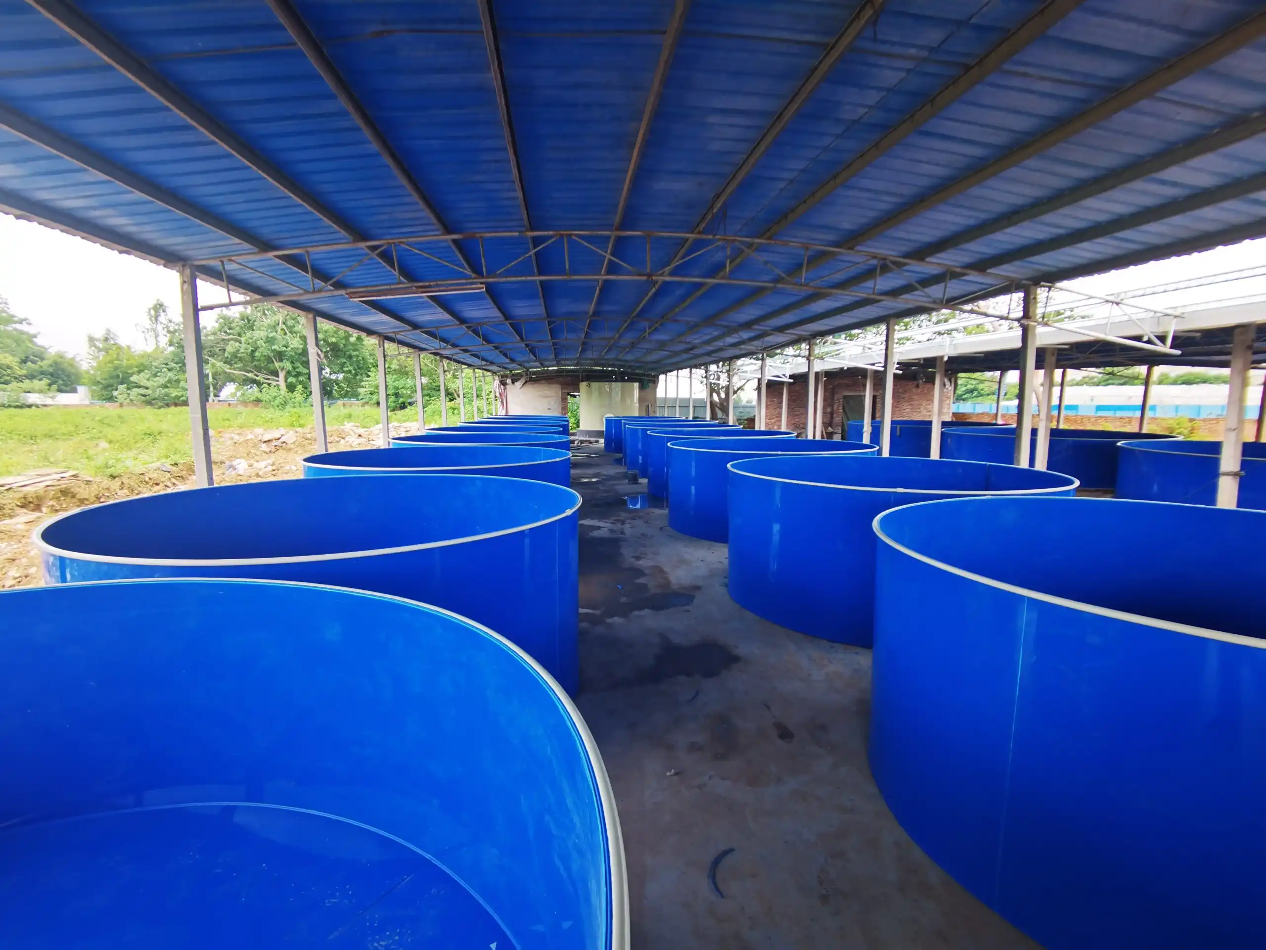 Seabass Nursery System