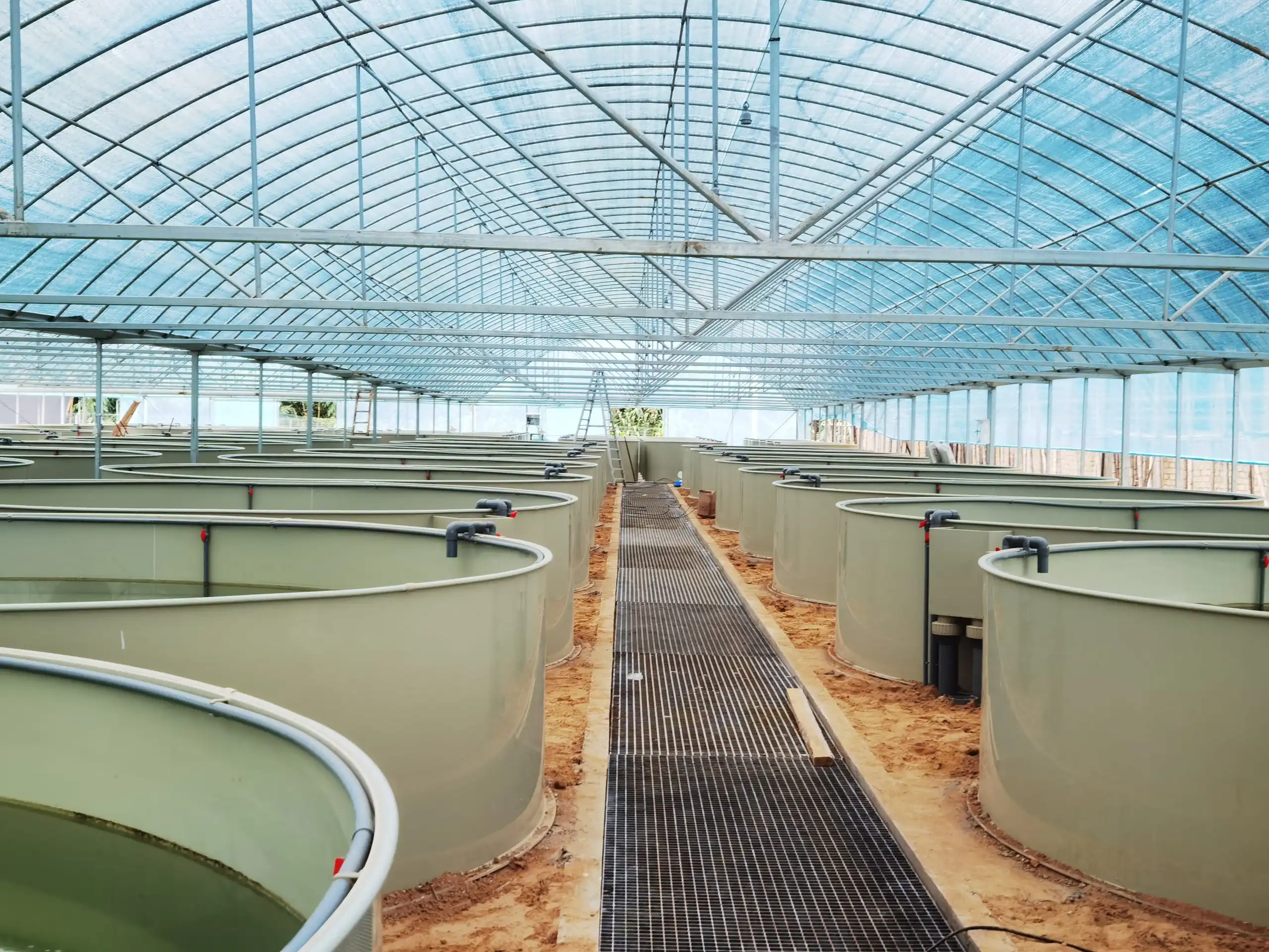 Hippcampi Grow-out System