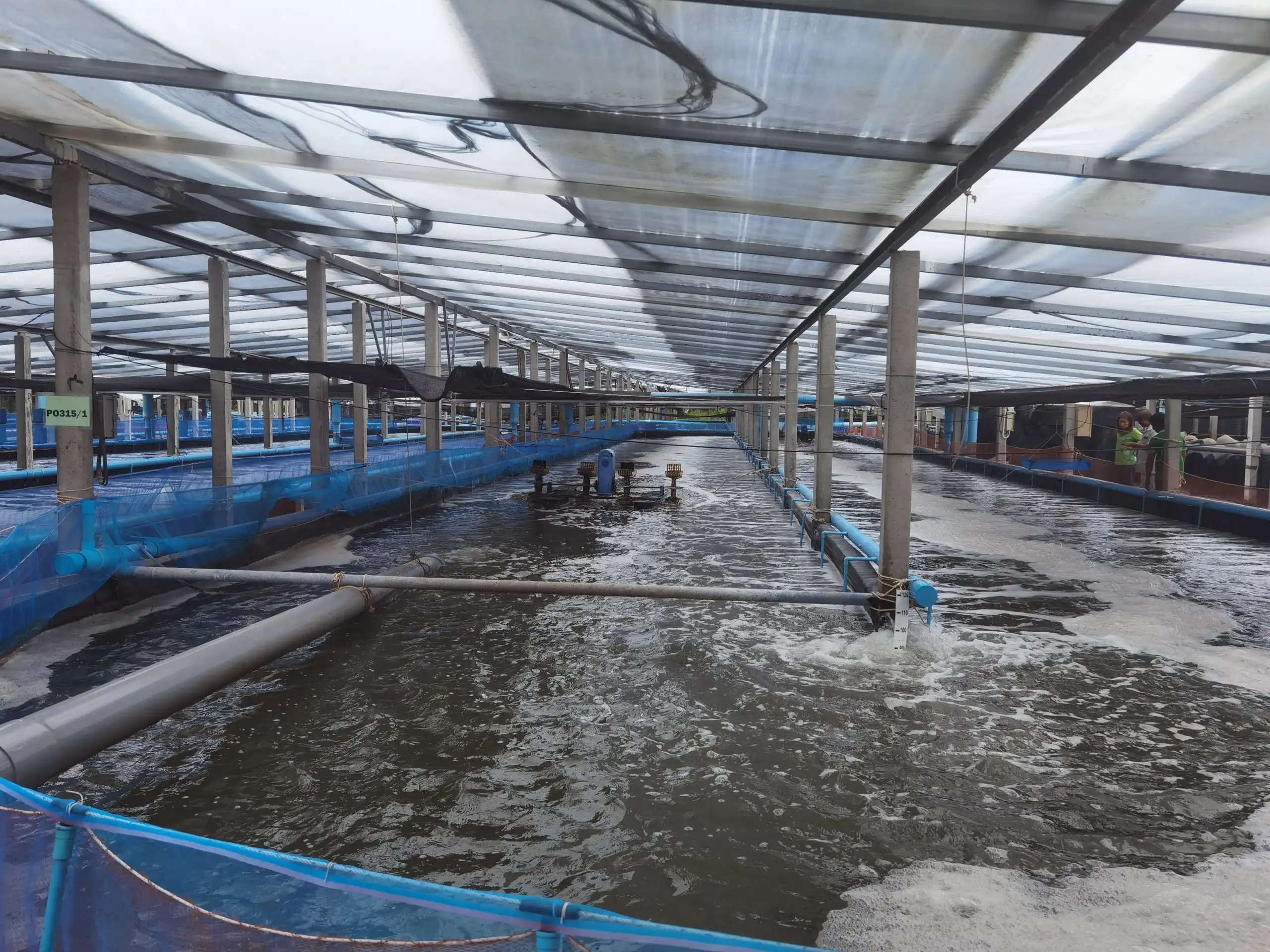 Vannamei Shrimp Grow-out System