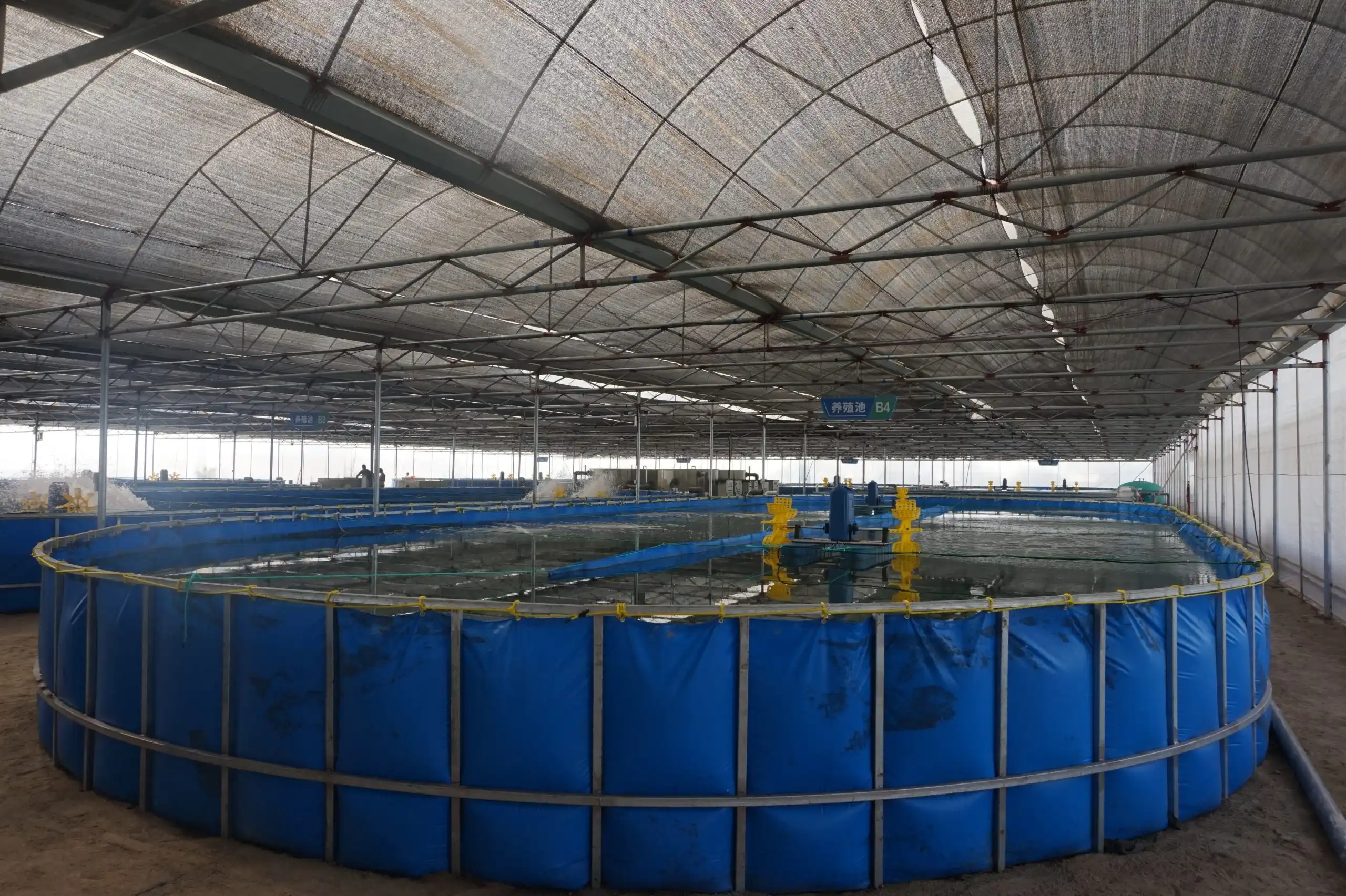 Vannamei Shrimp Farming System
